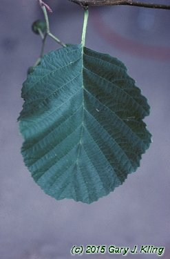 Alnus glutinosa