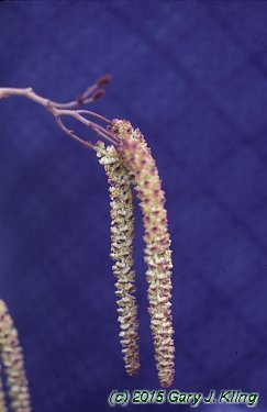 Alnus glutinosa