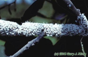 Alnus glutinosa