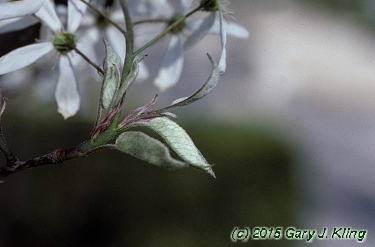 Amelanchier arborea