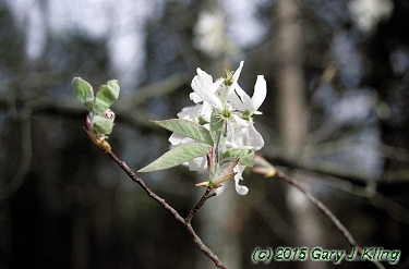 Amelanchier arborea