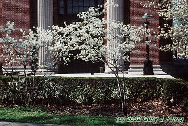 Amelanchier arborea
