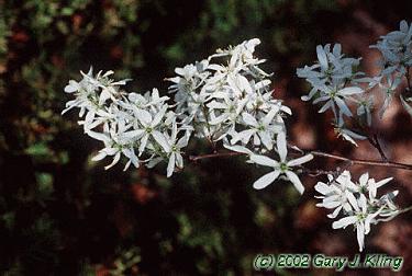 Amelanchier arborea