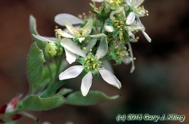 Amelanchier arborea