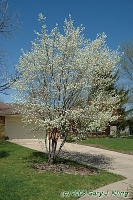 Amelanchier arborea