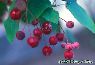 Amelanchier arborea