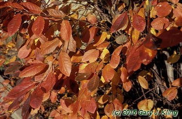 Amelanchier arborea