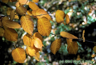 Amelanchier arborea