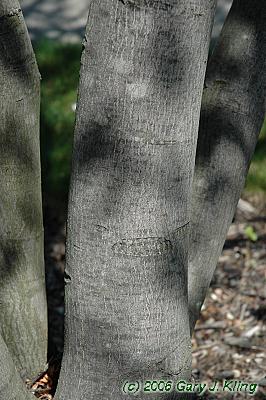 Amelanchier arborea