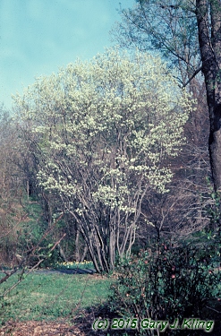 Amelanchier canadensis