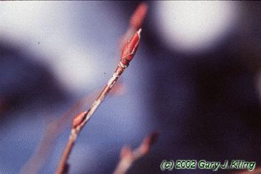 Amelanchier canadensis