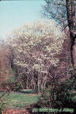 Amelanchier canadensis