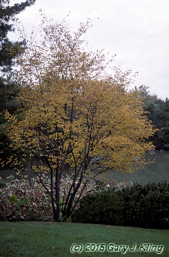 Amelanchier canadensis
