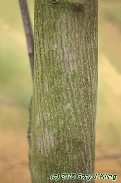 Amelanchier canadensis habit: UIPLANTS