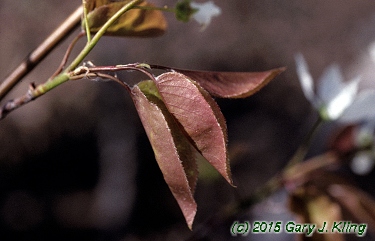 Amelanchier laevis