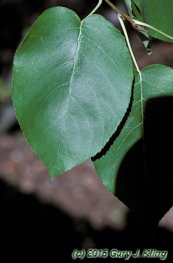 Amelanchier laevis