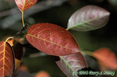 Amelanchier laevis