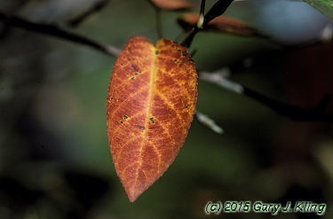 Amelanchier laevis