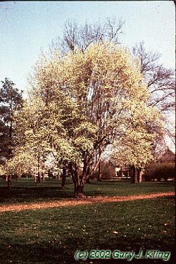Amelanchier arborea