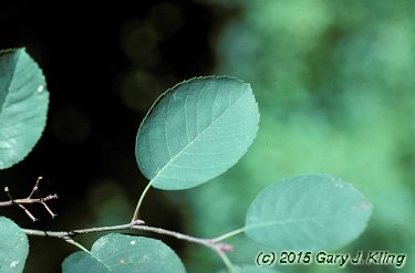 Amelanchier canadensis