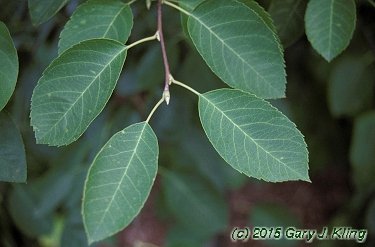 Amelanchier x grandifolia