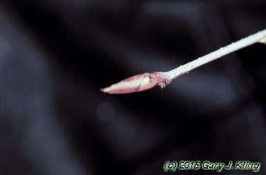 Amelanchier x grandifolia