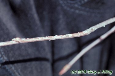 Amelanchier x grandifolia