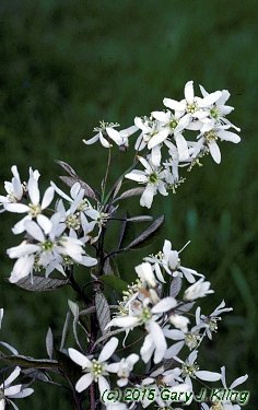 Amelanchier x grandifolia