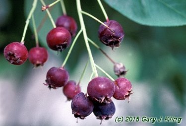 Amelanchier x grandifolia