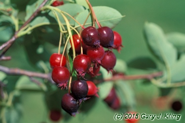 Amelanchier x grandifolia
