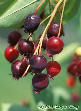Amelanchier x grandifolia