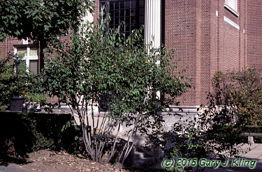 Amelanchier laevis