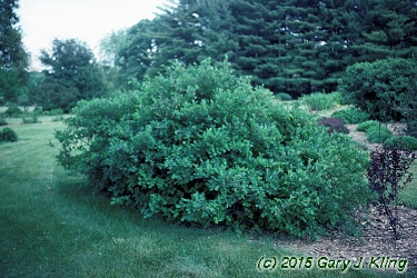 Amelanchier stolonifera