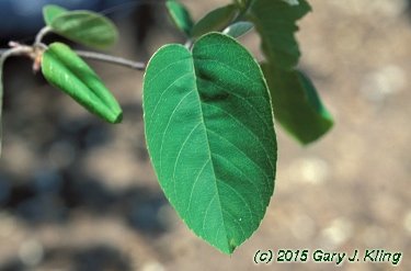 Amelanchier stolonifera