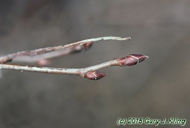 Amelanchier stolonifera