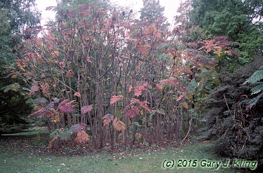 Aralia spinosa