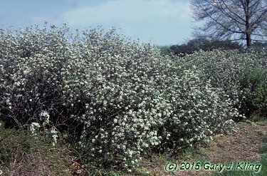 Aronia arbutifolia