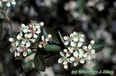 Aronia arbutifolia