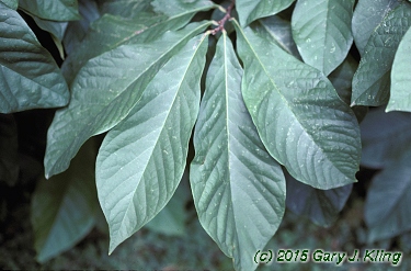 Asimina triloba
