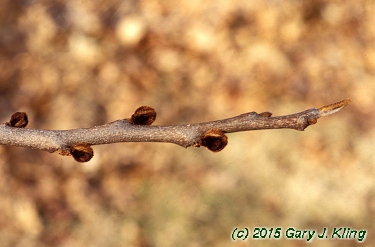 Asimina triloba
