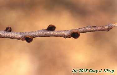 Asimina triloba