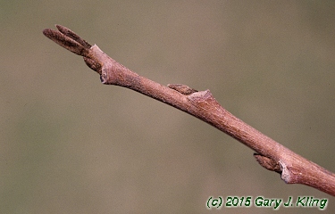 Asimina triloba