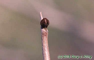 Asimina triloba