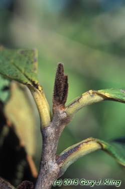 Asimina triloba