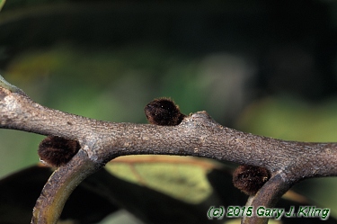 Asimina triloba