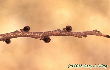 Asimina triloba