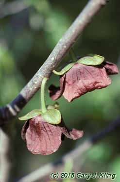 Asimina triloba