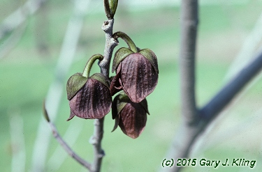 Asimina triloba
