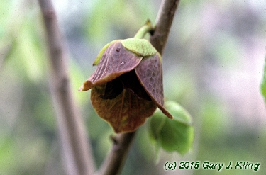 Asimina triloba