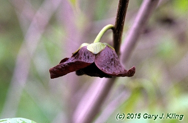 Asimina triloba